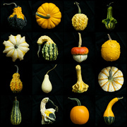 9th Oct 2014 - Look at all my Gourds