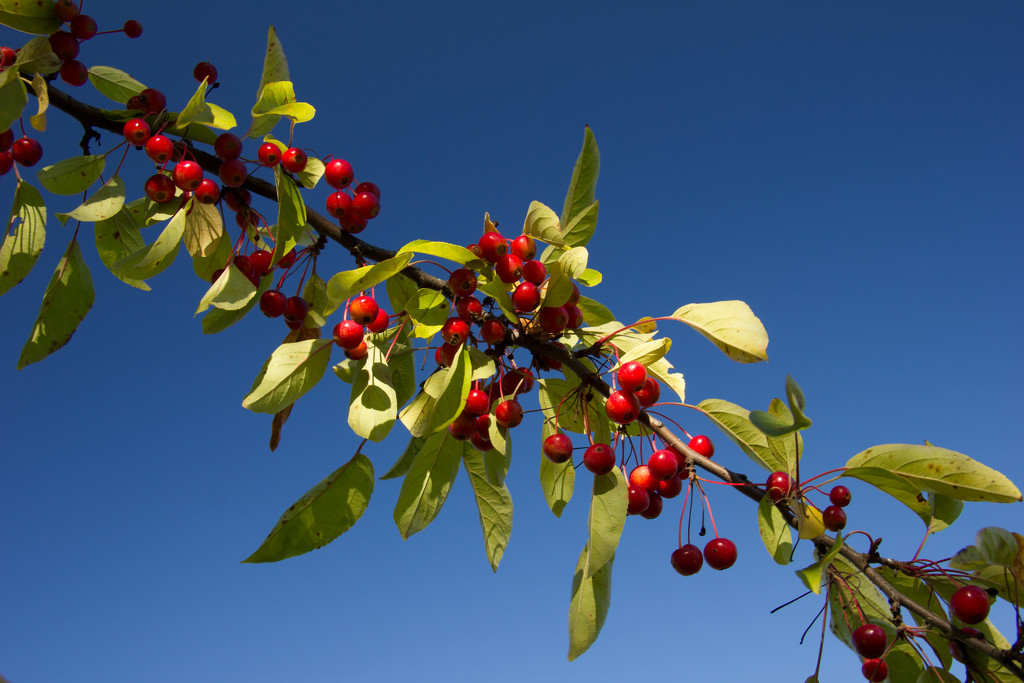 Berries (SOOC) by ukandie1