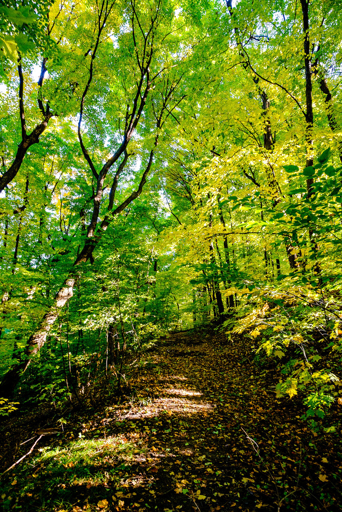 Woodland Path by tosee