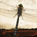 Dragonfly   by radiogirl