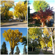 9th Oct 2014 - The Trees Are alive With Beautiful Colours