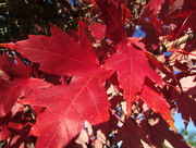 9th Oct 2014 - Red Leaves