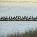 Ducks In A Row by randy23