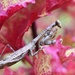 Mantis on Coleus by mhei