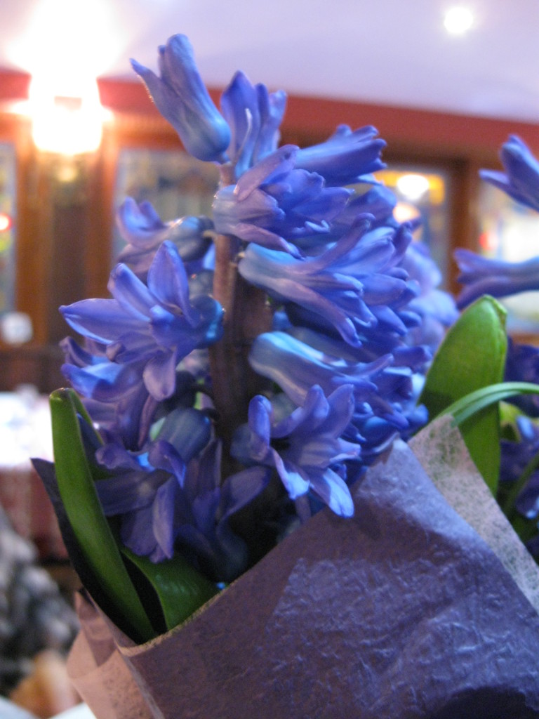 Hyacinths  by mozette