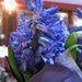 Hyacinths  by mozette