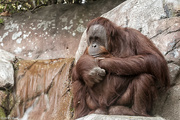 9th Oct 2014 - The Thinker