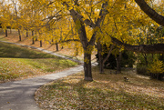 9th Oct 2014 - Confederation Park in Fall