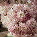 Cherry Blossom  by nicolecampbell