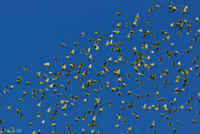 10th Oct 2014 - A few more budgies