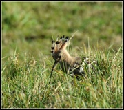 10th Oct 2014 - The Hoopoe's still here