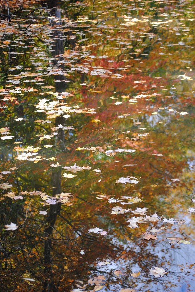 Autumn Impressionism by alophoto