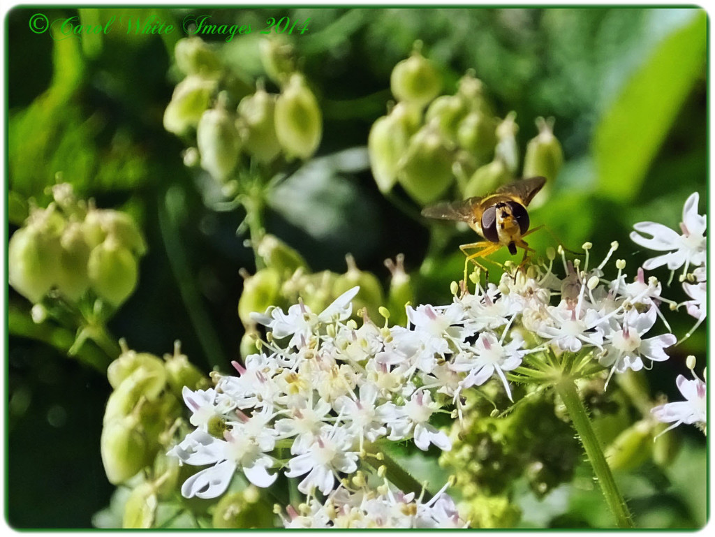 Lady's Lace And Hoverfly by carolmw