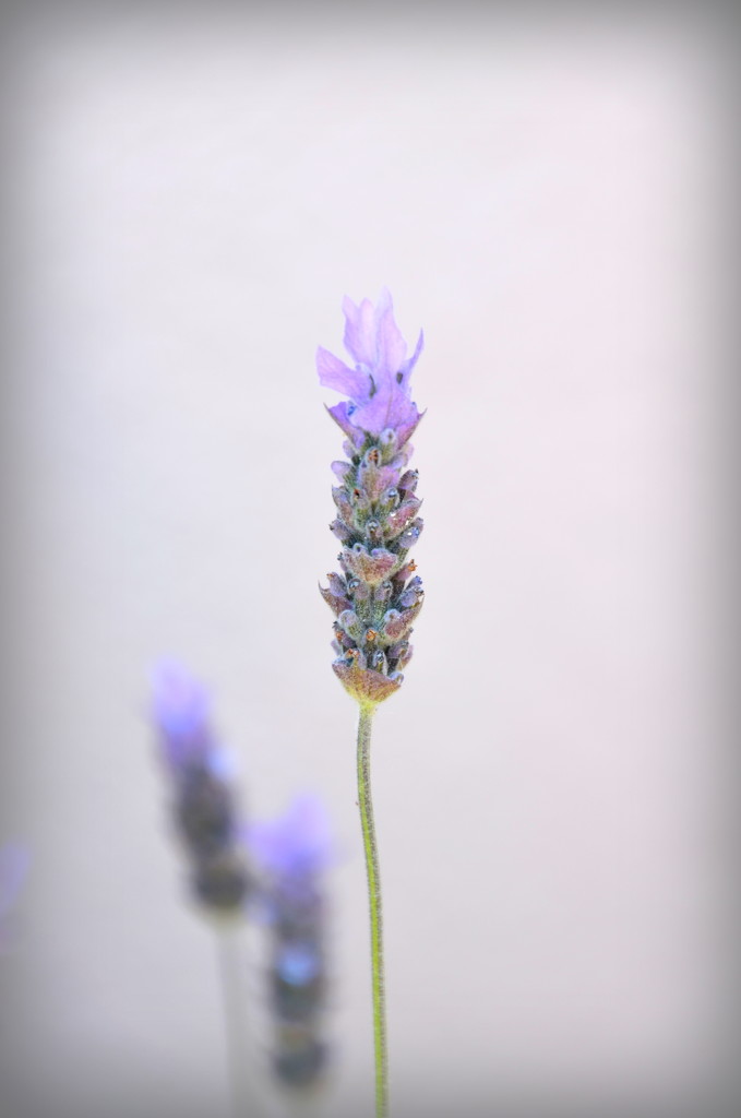 Lavender by salza