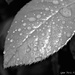 Silver Leaf by lynne5477