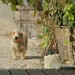 shy but curious dog by parisouailleurs