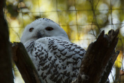 10th Oct 2014 - Snowy Owl