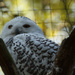 Snowy Owl by leonbuys83