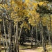 Canopy of Aspens by harbie