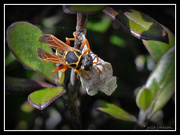 11th Oct 2014 - Asian Paper Wasp...