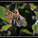 Asian Paper Wasp... by julzmaioro