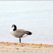 Canada Goose by bruni