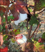 12th Oct 2014 - Cotton bolls in red and green!