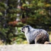 Marmot ......the one that got too close then got away by shepherdmanswife