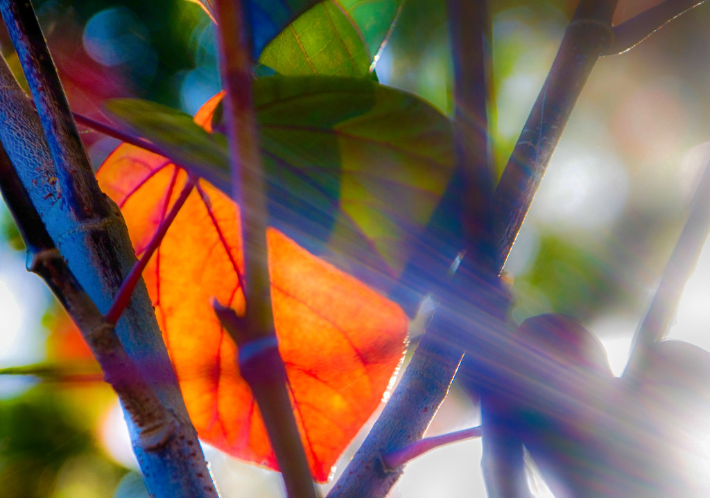 light through the leaves by annied