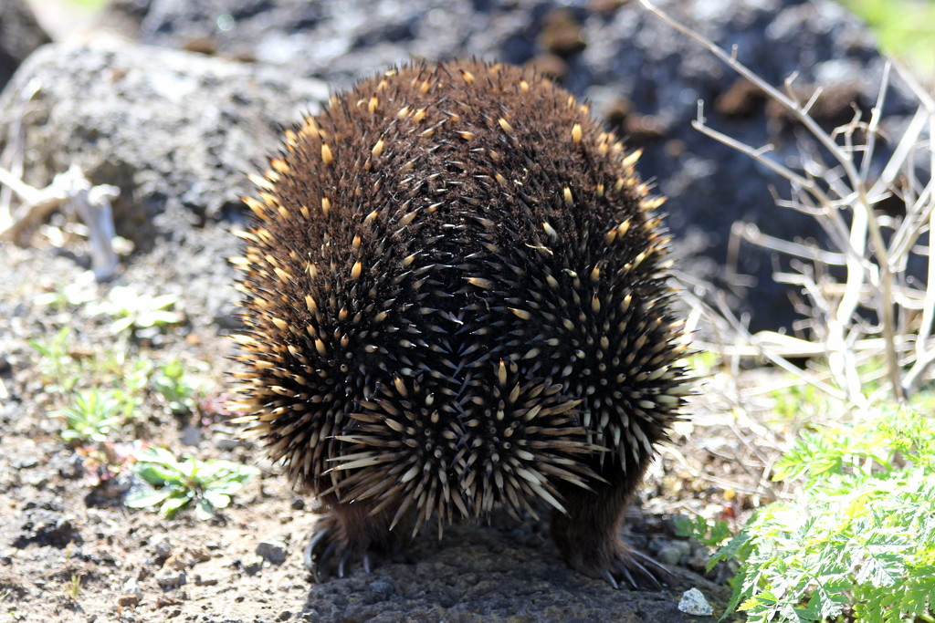 An extremely shy echidna by gilbertwood