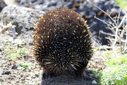 10th Oct 2014 - An extremely shy echidna