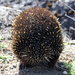 An extremely shy echidna by gilbertwood