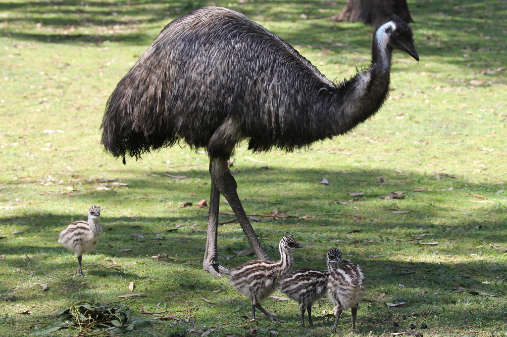 Emu and chicks by gilbertwood