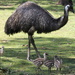 Emu and chicks by gilbertwood