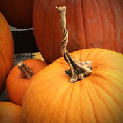 8th Oct 2014 - Pumpkins II