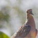 Skinny Dove by gardencat