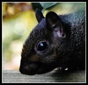 11th Oct 2014 - The cheeky black squirrel