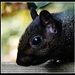 The cheeky black squirrel by rosiekind