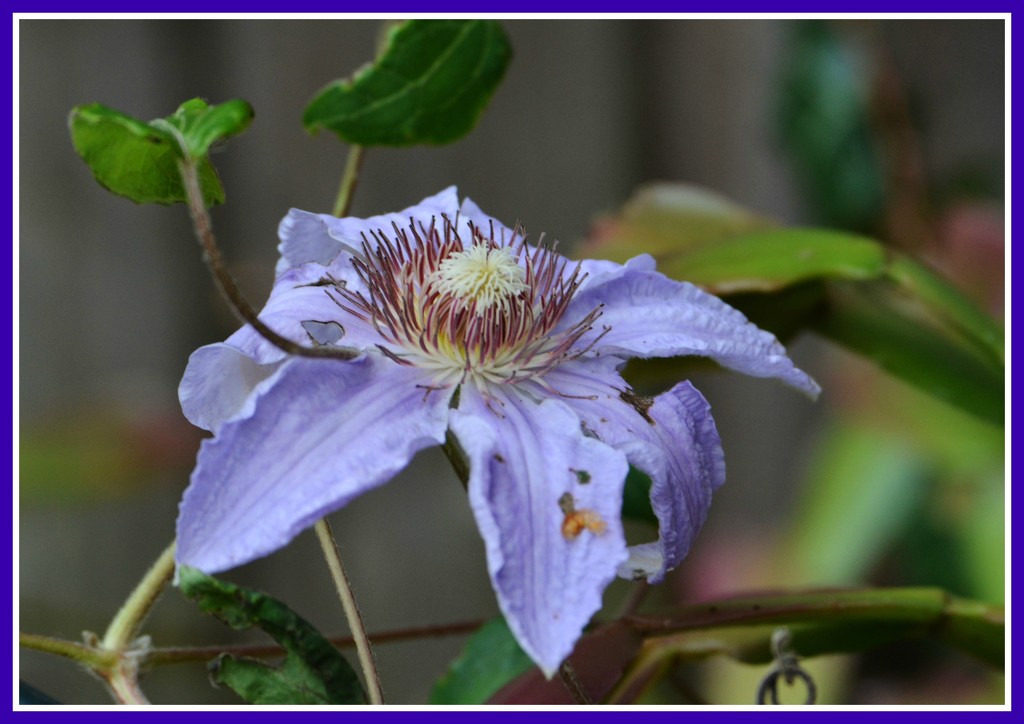 Late flowering clematis by rosiekind