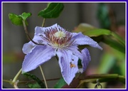 11th Oct 2014 - Late flowering clematis