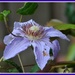 Late flowering clematis by rosiekind