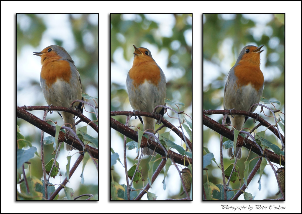 Robin Triptych-2 by pcoulson