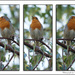 Robin Triptych-2 by pcoulson