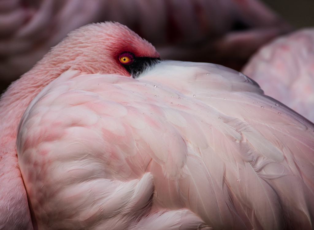 flamingo by aecasey