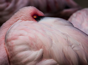 10th Oct 2014 - flamingo