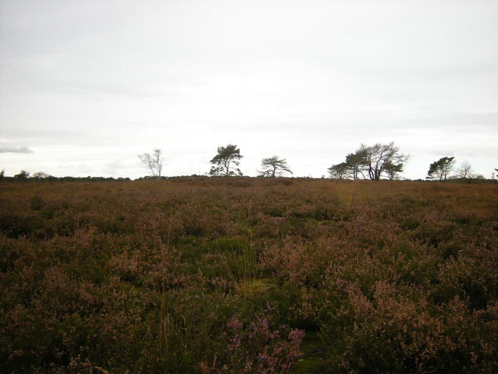 The heath land of heather by pyrrhula