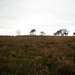 The heath land of heather by pyrrhula