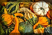 11th Oct 2014 - Gourds of All Shapes and Colors