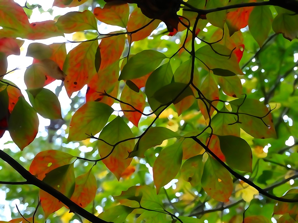 Colorful Canopy  by khawbecker