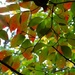 Colorful Canopy  by khawbecker